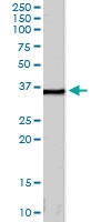 PAB6109 - Annexin A2 / ANXA2