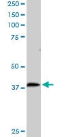 PAB6131 - CYTIP / PSCDBP