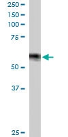 PAB6150 - IRF6