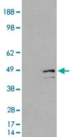 PAB6163 - DAP3 / MRPS29