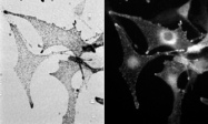 PAB6173 - Melanophilin