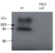 PAB6173 - Melanophilin