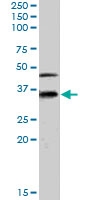 PAB6174 - GULP1 / CED6