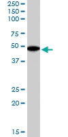 PAB6175 - Flotillin-2 / FLOT2