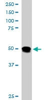 PAB6176 - Flotillin-1 / FLOT1