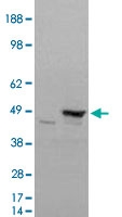 PAB6176 - Flotillin-1 / FLOT1