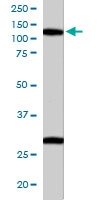 PAB6218 - RanBP7 / Importin-7