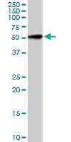 PAB6230 - Follistatin-related protein 1