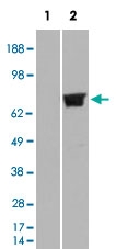 PAB6346 - TRIM3 / BERP