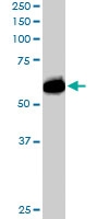 PAB6369 - NUP50