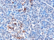 PAB6401 - Helicard