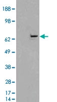 PAB6485 - XRCC9 / FANCG