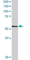 PAB6558 - KPNA2 / Importin alpha-2