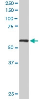PAB6560 - KPNA3 / Importin alpha-3