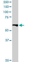 PAB6561 - KPNA4 / Importin alpha-4