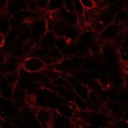PAB6595 - DISP1 / DISPA
