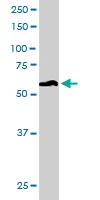 PAB6664 - 58K Golgi Protein