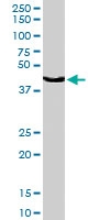 PAB6681 - Caspase-4