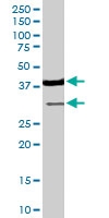 PAB6681 - Caspase-4