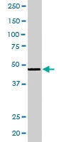 PAB6694 - RXR-gamma / RXRG