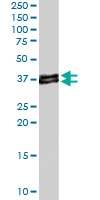 PAB6732 - CD274 / PDL1