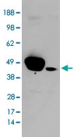 PAB6789 - MAPK3 / ERK1