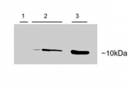 PAB6802 - Parvalbumin alpha / PVALB