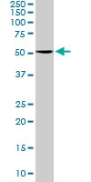 PAB6803 - Serotonin receptor 2C (HTR2C)
