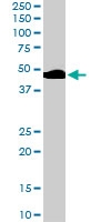 PAB6871 - Beta-2 adrenergic receptor