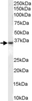 PAB6873 - CD234 / DARC