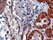 PAB6873 - CD234 / DARC