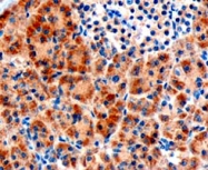 PAB6916 - FZD8 / Frizzled-8