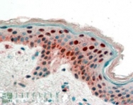PAB6932 - 14-3-3 protein sigma / SFN