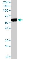 PAB6969 - PTGER4