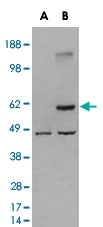 PAB6989 - TRAF2 / TRAP3