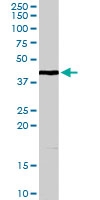 PAB7032 - WNT3