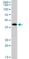 PAB7036 - SLC24A5