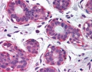 PAB7041 - NET1