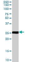 PAB7045 - RPL19