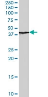 PAB7106 - QKI / Protein quaking