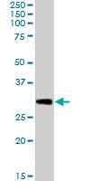PAB7128 - DCDC2