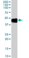 PAB7146 - Malcavernin