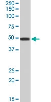 PAB7184 - Apolipoprotein A IV / ApoA4