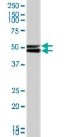 PAB7213 - NPY receptor 2 / NPY2R