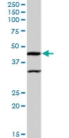 PAB7216 - ACTL7B
