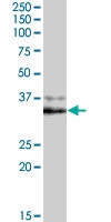 PAB7232 - NANOG