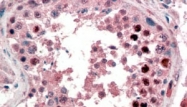 PAB7232 - NANOG
