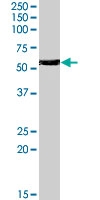 PAB7234 - Histamine H1 receptor