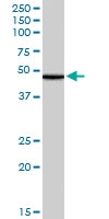 PAB7251 - TIP47 / M6PRBP1