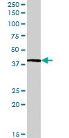 PAB7306 - Interleukin-12 beta / IL12B